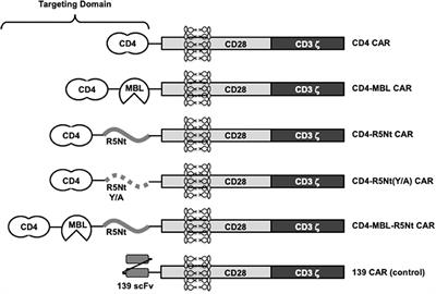 A Trispecific Anti-HIV Chimeric Antigen Receptor Containing the CCR5 N-Terminal Region